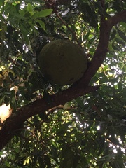 Treculia