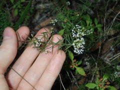 Platysace ericoides