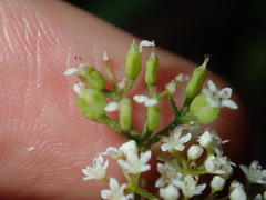 Platysace ericoides