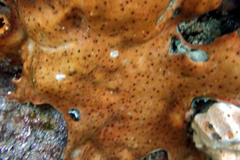 Leptoclinides exiguus