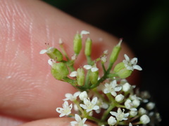 Platysace ericoides