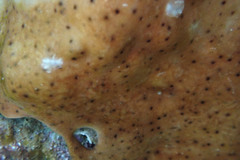 Leptoclinides exiguus