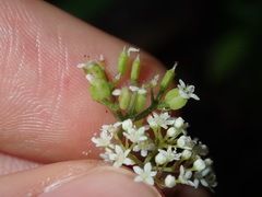 Platysace ericoides