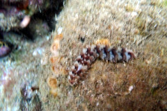 Lepidonotus melanogrammus