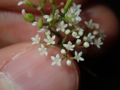Platysace ericoides