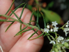 Platysace ericoides