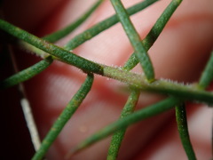 Platysace ericoides
