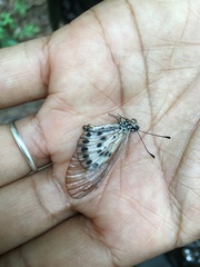 Acraea ranavalona
