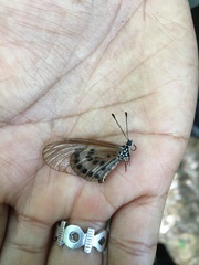 Acraea ranavalona