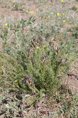 Oxytropis glandulosa