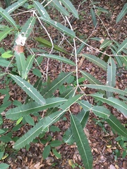 Brexiella