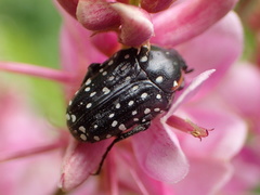 Oxythyrea marginalis