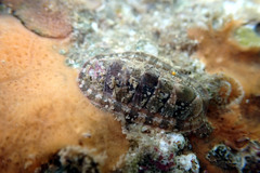 Rhyssoplax tricostalis