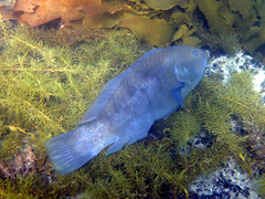 Brown Spotted Wrasse photo 5