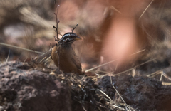 Emberiza goslingi