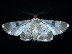 Cleora displicata