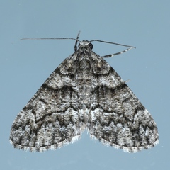 Lipogya exprimataria