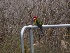 Platycercus eximius diemenensis