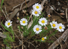 Brachyscome dentata