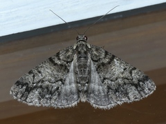 Lipogya exprimataria