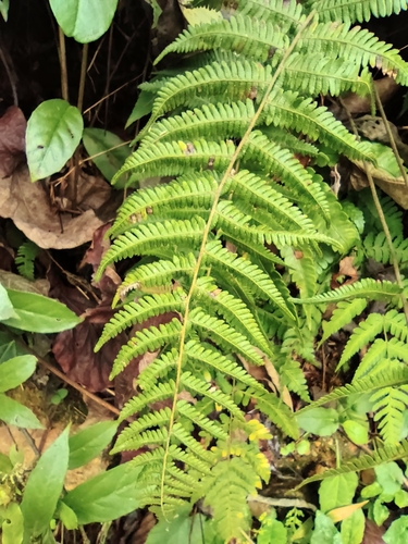 Thelypteris glanduligera iNat (2)