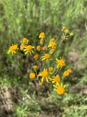 Senecio laevigatus