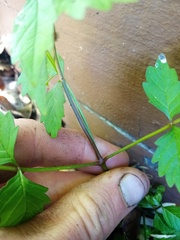 Campsis × tagliabuana