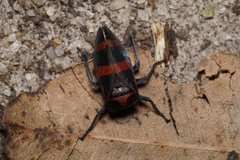 Eurymelops latifascia