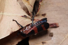 Eurymelops latifascia