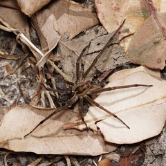 Corasoides australis