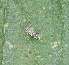 Eupteryx urticae