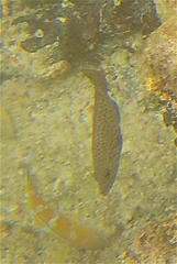 Epinephelus analogus