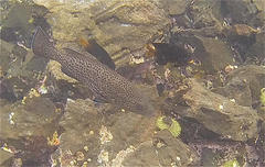Epinephelus analogus