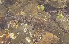 Epinephelus analogus