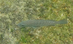 Epinephelus analogus