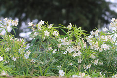 Choisya ×dewitteana