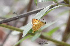Notarcha