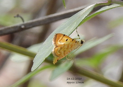 Notarcha