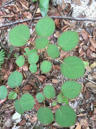 Croton aleuritoides