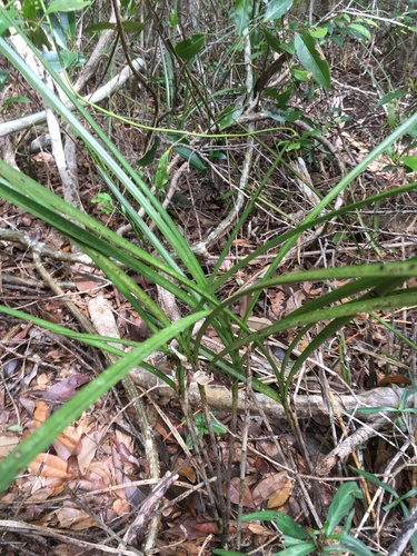 Eulophia beravensis image