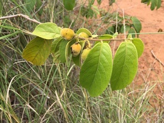 Dichapetalum