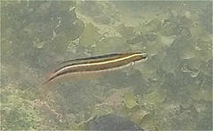 Plagiotremus azaleus