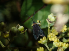 Pollanisus subdolosa