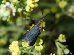 Pollanisus subdolosa