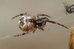 Parasteatoda songi
