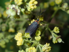 Pollanisus subdolosa