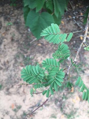 Dichrostachys
