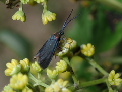 Pollanisus subdolosa