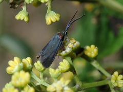 Pollanisus subdolosa