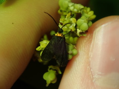 Pollanisus subdolosa